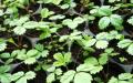 Ремонтантная клубника, агротехника выращивания и особенности ухода