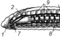 Класс Малощетинковые (Oligochaeta)