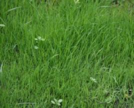 Живая изгородь быстрорастущая многолетняя вечнозеленая