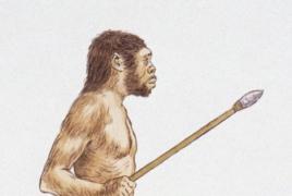Общая характеристика вида Homo erectus Почему человек прямоходящий