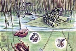 Чем биогеоценоз отличается от экосистемы