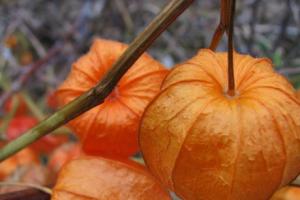 Физалис декоративный: оранжевые «фонарики Физалис декоративный как сохранить цвет
