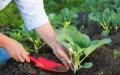 Выращивание капусты в теплице: ранней, пекинской, цветной и белокочанной Как выращивать пекинскую капусту теплице