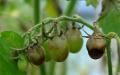 Metode paling efektif untuk mengatasi penyakit busuk daun pada tomat Tomat dengan penyakit busuk daun bisa dimakan