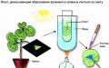 Bagaimana fotosintesis terjadi di dalam sel?