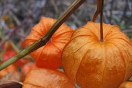 Dekoratif physalis: oranye “lentera Physalis dekoratif cara mempertahankan warna